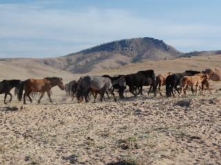 A herd of horses heading to water